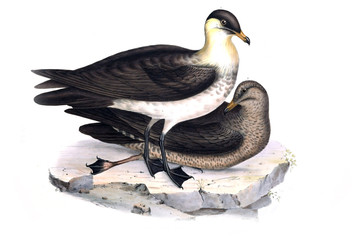 Obraz premium Illustration of a bird