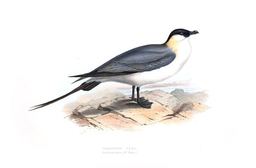 Illustration of a bird