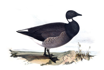 Illustration of a bird