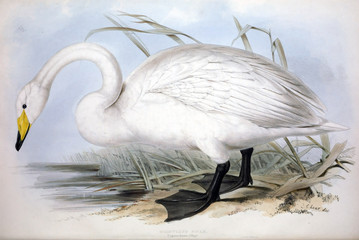 Illustration of a bird