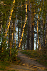 footpath in spring forest, early morning golden sun light