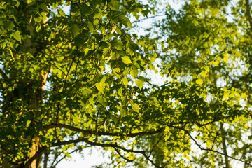 fresh birch leaves in spring sun light