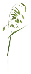 Woodoats, Chasmanthium latifolium isolated on white background