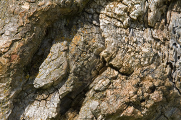 Baumrinde eines alten Ahorns