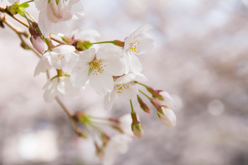 満開の桜の花