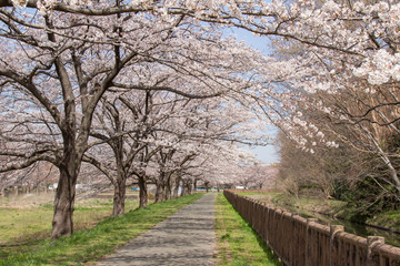 見沼用水路沿いの桜