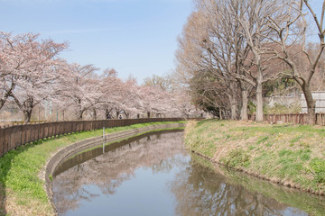 Fototapeta na wymiar 見沼用水路沿いの桜
