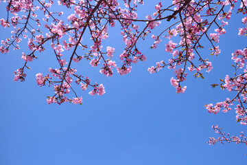 河津桜