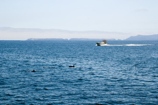 Fishing boat and playful dolphins swimming in  ocean waters near Channel Islands, Southern California