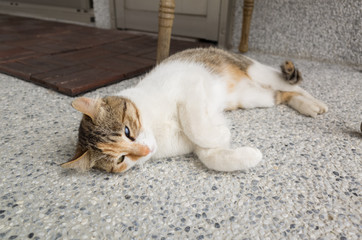cat sit on the corridor