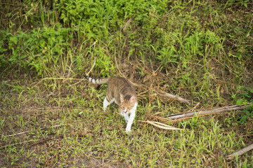 kitty on the grassland