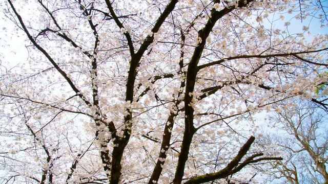桜の木固定撮影