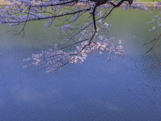 お堀の桜