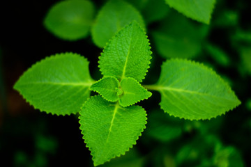 Indian borage,Country borage,Oreille, Oregano,Thai herbs, green leaves, thick leaves, fine hair, aroma properties, eat fresh to cough, expectorate the stomach and other treatments fresh.