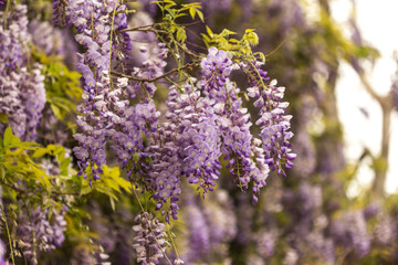 Spring concept. Beautiful blooming wisteria.