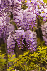 Spring concept. Beautiful blooming wisteria.