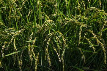 Ripened Rice waiting harvest