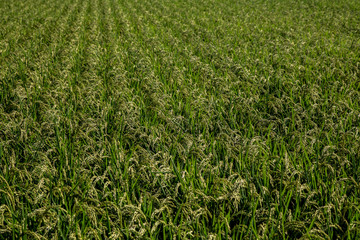 Ripe rice field