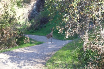 Shiloh Ranch Regional Park in southeast Windsor features a rugged landscape in the foothills of the Mayacamas Mountains. The park includes oak woodlands, forests of mixed evergreens.