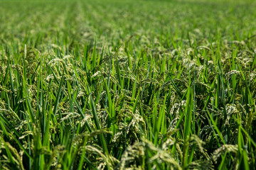 Full Rice field