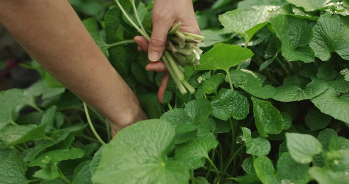 野生のわさびを収穫
