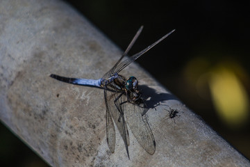 Dragonfly eating