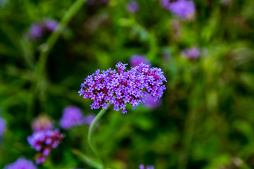 purple flower cluster macro 2