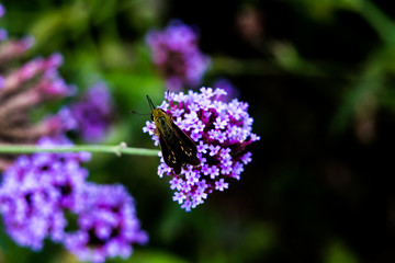 Moth on a purple flower cluster