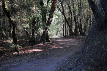 Shiloh Ranch Regional Park in southeast Windsor features a rugged landscape in the foothills of the Mayacamas Mountains. The park includes oak woodlands, forests of mixed evergreens.