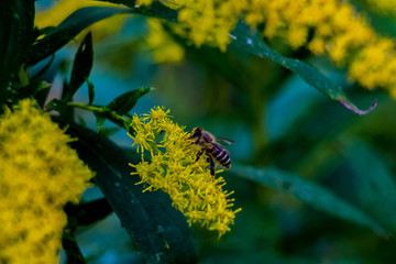 Honey bee visits flowering weeds 7
