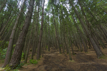 Fototapeta na wymiar Trees in Forest