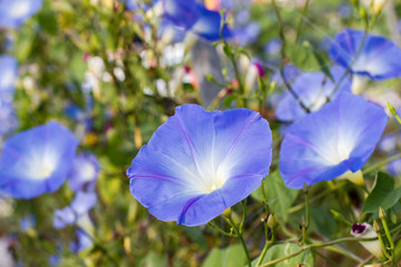 Blue beautiful Flowers Vine with blur background
