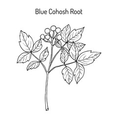 Blue cohosh Caulophyllum thalictroides , medicinal plant