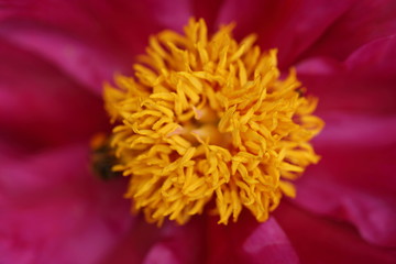 large purple peony, many petals and juicy flower.