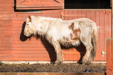 Pony in a farm