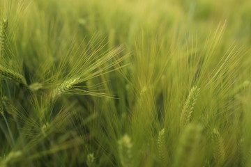 Green wheat on a grain field in spring