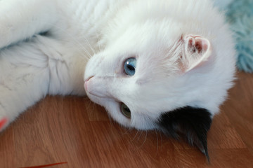 Fototapeta na wymiar Close up of a beautiful odd eyed cat