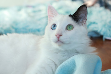 Close up of a beautiful odd eyed cat