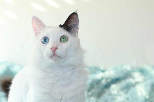 Odd Eyed White Cat Lying On A Light Blue Blanket