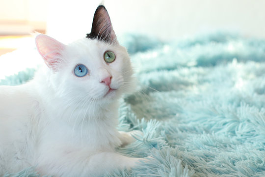 Odd Eyed White Cat Lying On A Light Blue Blanket
