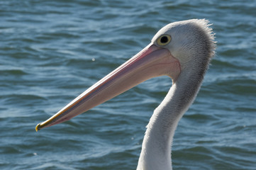 Pelican head shot