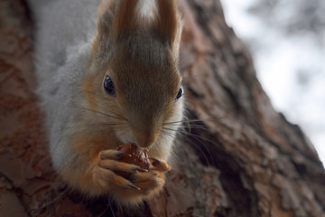 белка на дереве © LisHug