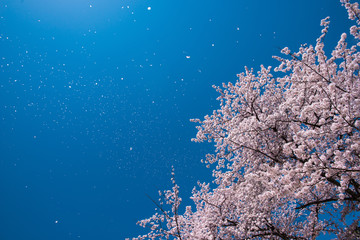 青空に舞う桜吹雪