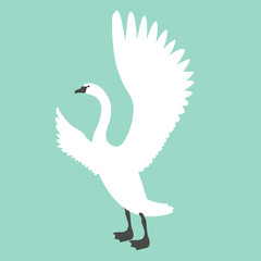 swan  bird  vector illustration flat style profile