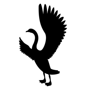 swan  bird  vector illustration black illustration profile