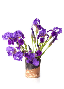 Still life with iris