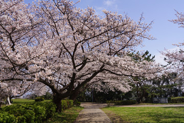 野島公園 桜