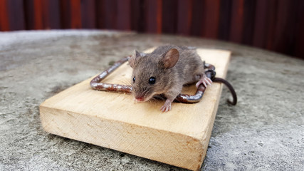 Hungry mouse fell into a trap. Tail is stuck in a mousetrap. Rodent catching