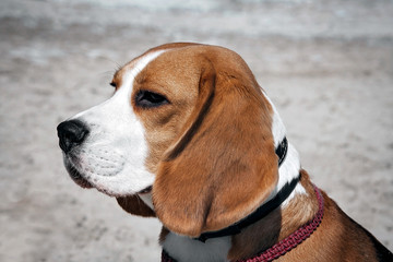 Photo portrait of a beagle dog on a blurred background.