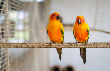 a lovely parrot is standing in the cage.beautiful bird. yellow parrot selective focus.